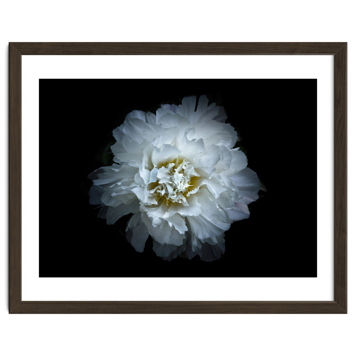 Backyard Flowers No 90 Color Version