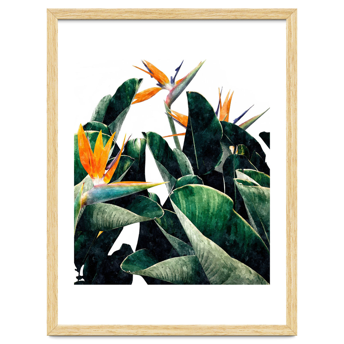 Paradise Bird, Nature Botanical Plant Floral, Tropical Garden Watercolor Painting