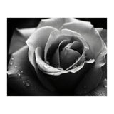Ethereal Monochromatic Rose Petal Macro (Print Only) thumbnail