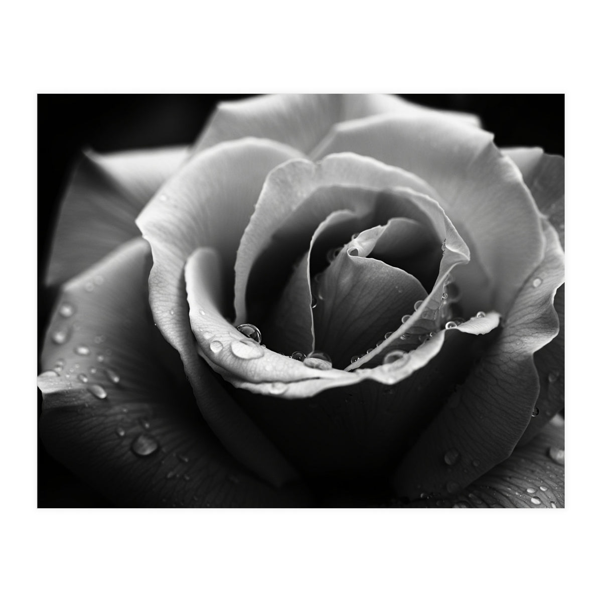 Ethereal Monochromatic Rose Petal Macro (Print Only)