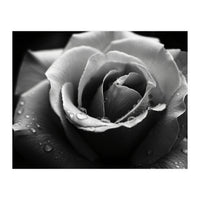 Ethereal Monochromatic Rose Petal Macro (Print Only)