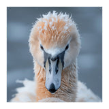 Majestic Swan Covered In Frost And Snow (Print Only) thumbnail