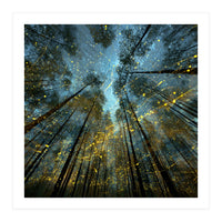 Enchanted Night Forest with Glowing Fireflies (Print Only)