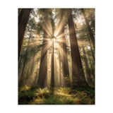 Ethereal Redwood Sanctuary: Sunbeams in the Ancient Forest (Print Only) thumbnail