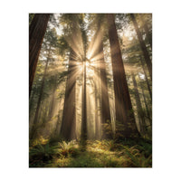 Ethereal Redwood Sanctuary: Sunbeams in the Ancient Forest (Print Only)