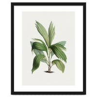 Areca Palm (Hand Drawn Botanical Illustration)