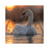 Majestic Swan Swimming At Sunrise Serene Water (Print Only) thumbnail