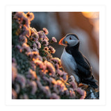 Puffin Bird On Rocks Near Pink Flowers At Sunset (Print Only) thumbnail