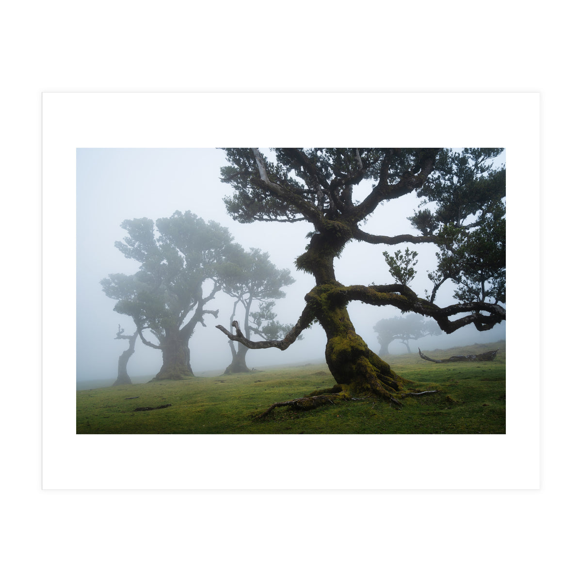 Forest queen (Print Only)