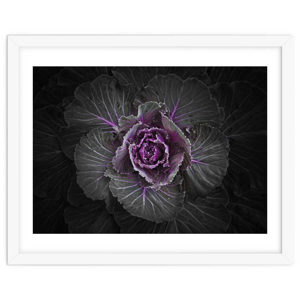 Backyard Flowers No 108 Color Version