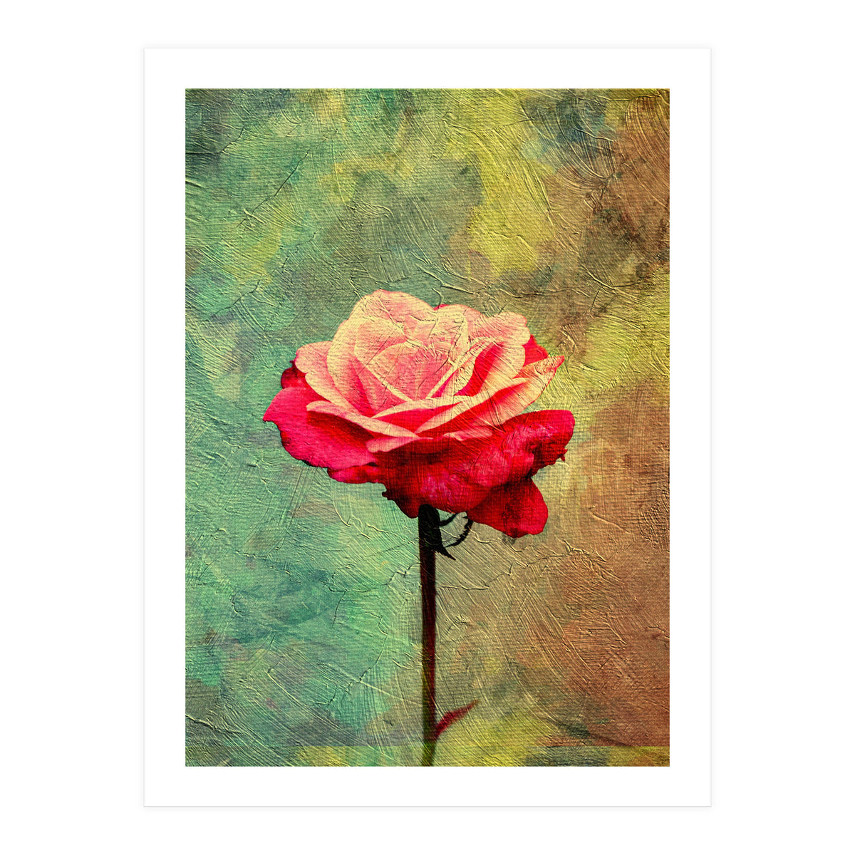 A Vibrant Red Rose  (Print Only)