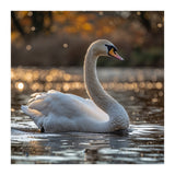 Graceful Swan Gliding On Reflective Water Surface (Print Only) thumbnail