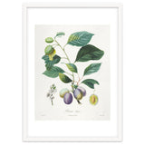 Henri-Louis Duhamel du Monceau – Prune Bifère (1808–1835) thumbnail