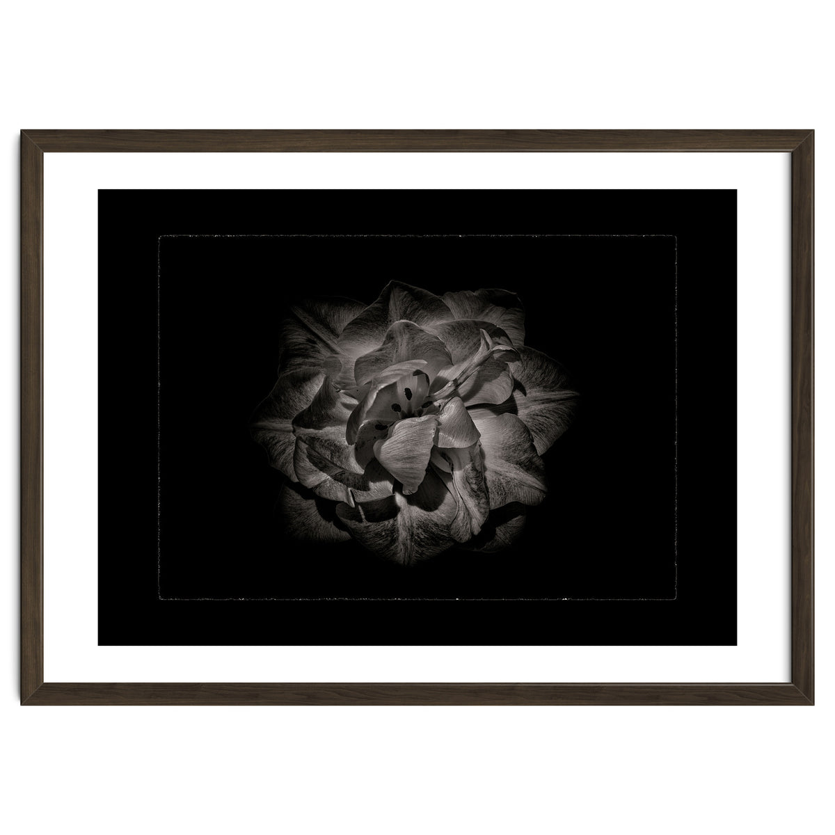 Backyard Flowers In Black And White No 81 with Border