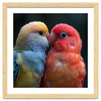 Two Lovebirds Nuzzling Close Up Portrait