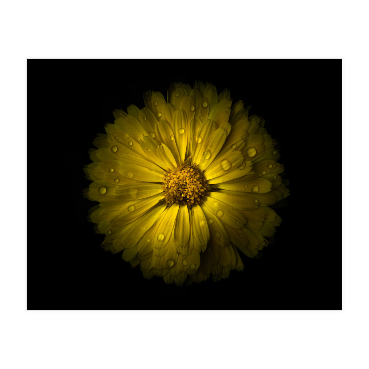 Backyard Flowers No 10 Color Version (Print Only)