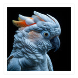 Close Up Of A Cockatoo Parrot Head (Print Only) thumbnail