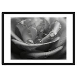 Ethereal Monochromatic Rose Petal Macro thumbnail