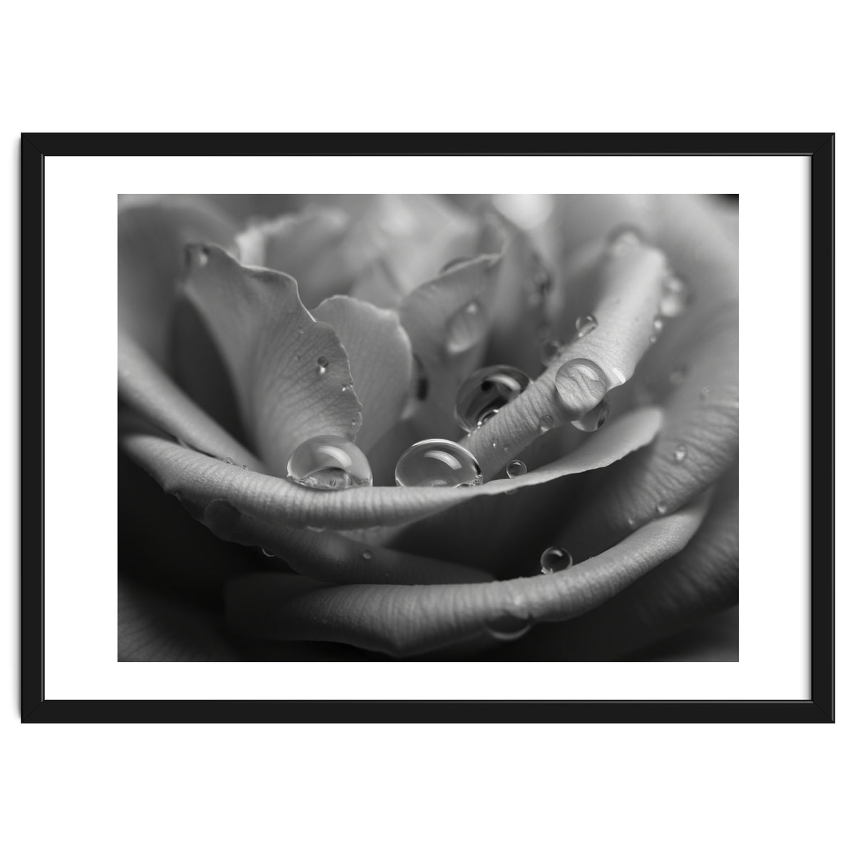 Ethereal Monochromatic Rose Petal Macro