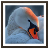 Close Up Of A White Swan With Water Droplets thumbnail