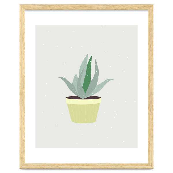Succulent V1