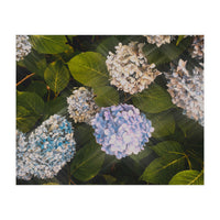 Hydrangeas | Landscape (Print Only)