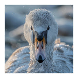 Close Up Of A Swan In Frost Winter Bird Close Up (Print Only) thumbnail