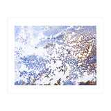 Coral Blooming (Print Only) thumbnail