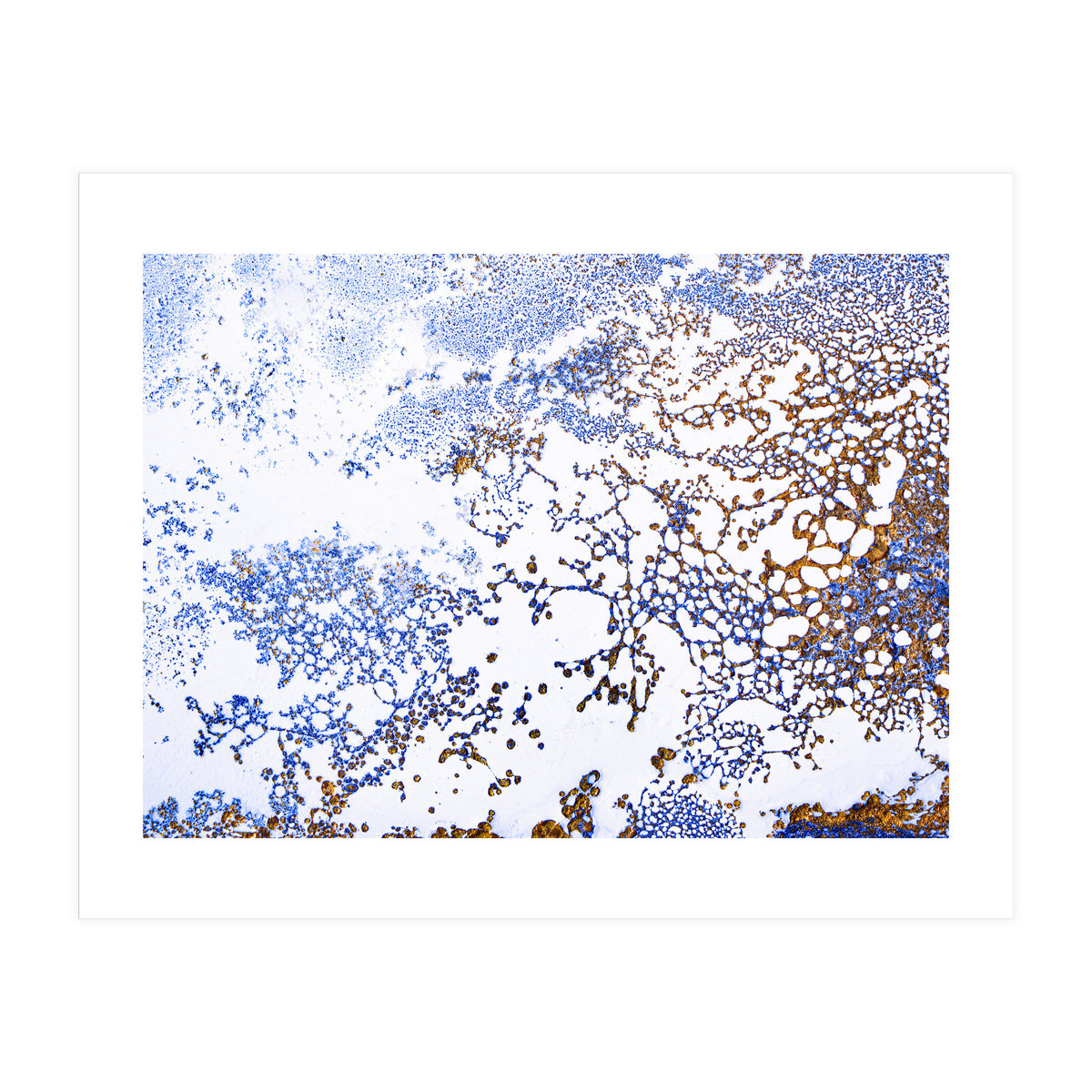 Coral Blooming (Print Only)