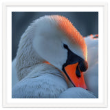 Close Up Of A White Swan With Water Droplets thumbnail
