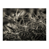 Rosemary Plant (Print Only) thumbnail