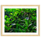 Green House Plant Leaves thumbnail