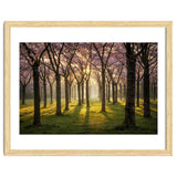 Blooming cherry trees in soft morning light thumbnail