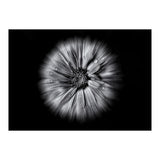 Backyard Flowers In Black And White No 10 Flow Version (Print Only) thumbnail