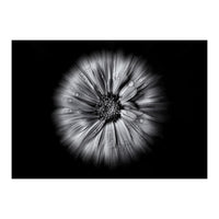 Backyard Flowers In Black And White No 10 Flow Version (Print Only)