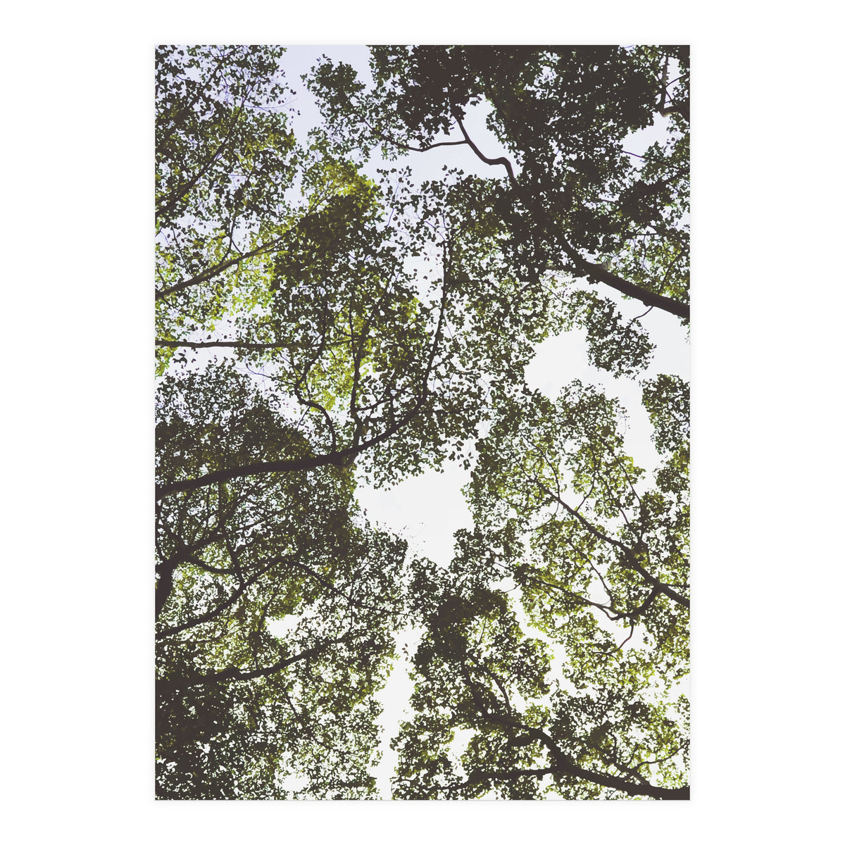 Mother Nature (Print Only)