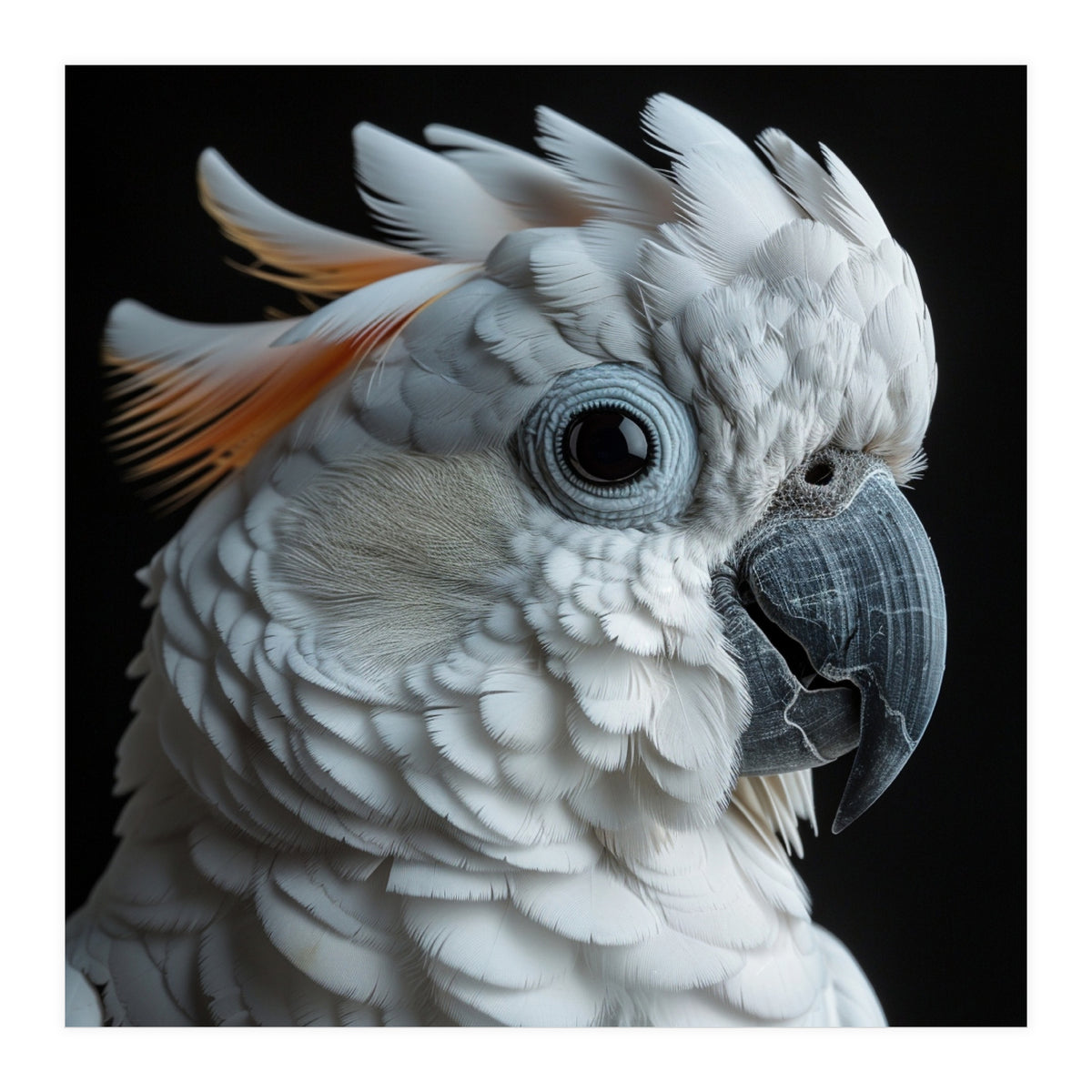 White Cockatoo Parrot With Orange Crest  (Print Only)