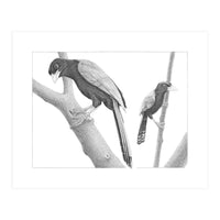 Yucatan Jays (Print Only)