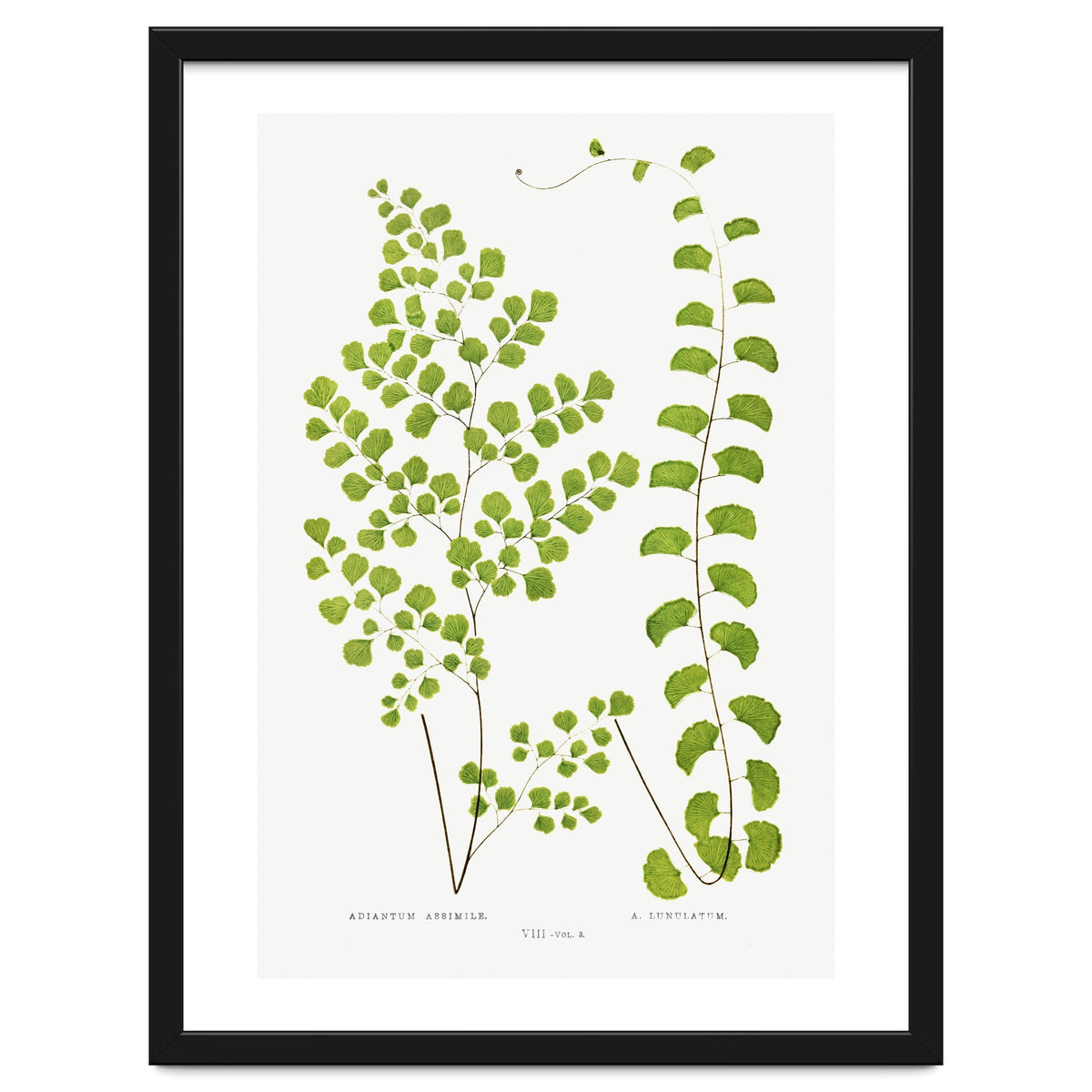 Edward Joseph Lowe – Adiantum Assimile and Adiantum Lunulatum (1856–1860)