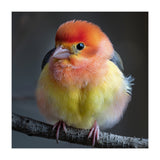Beautiful Bird With Vibrant Orange And Yellow Plumage (Print Only) thumbnail