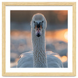 Close Up Portrait Of A Majestic Swan thumbnail