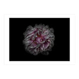 Backyard Flowers No 118 Color Version (Print Only) thumbnail