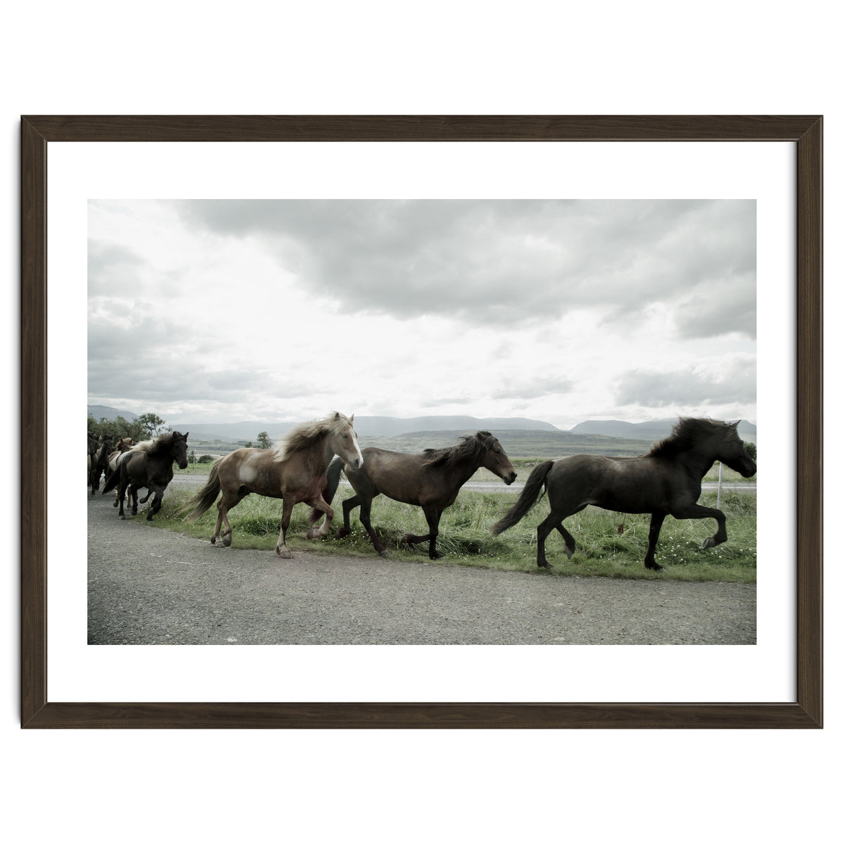 Running horses - Iceland