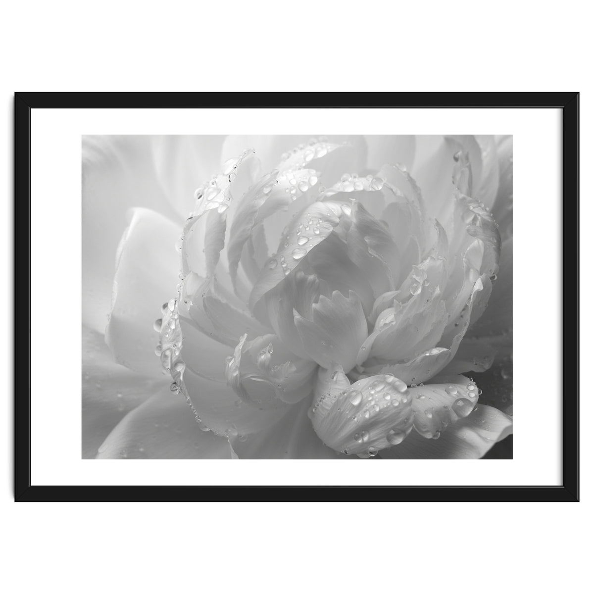 Ethereal Monochromatic Peony Petal Macro