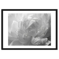 Ethereal Monochromatic Peony Petal Macro