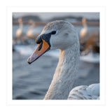 Majestic Swan Portrait In Snowy Waters (Print Only) thumbnail