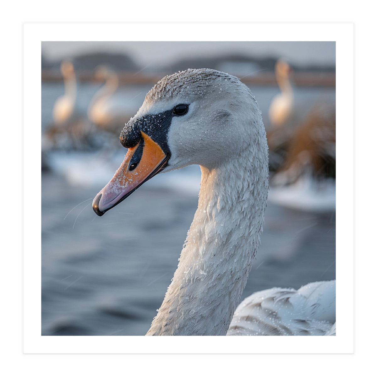 Majestic Swan Portrait In Snowy Waters (Print Only)