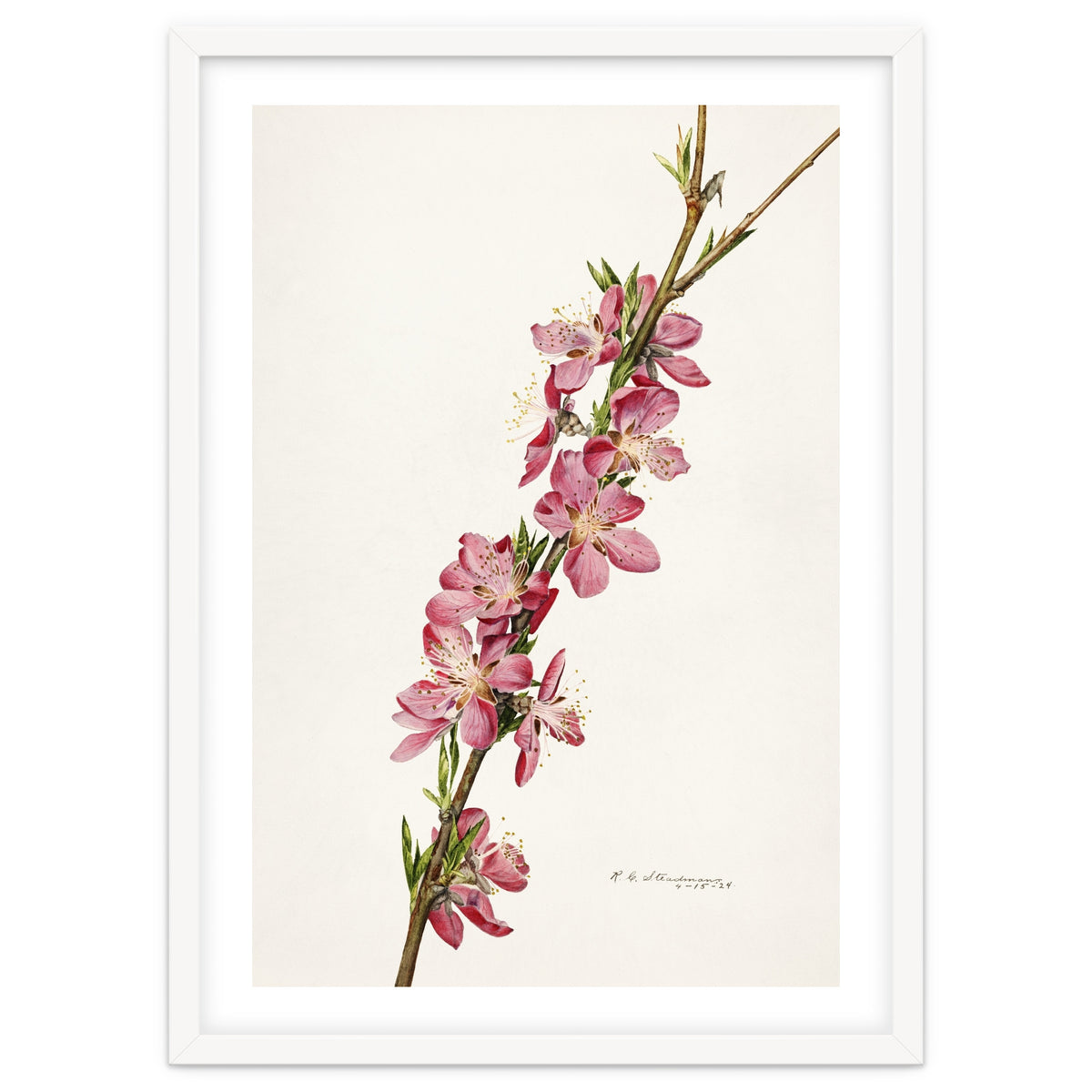 Royal Charles Steadman – Peach (Prunus persica) (1924)