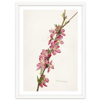 Royal Charles Steadman – Peach (Prunus persica) (1924)