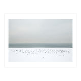 Seagulls in the winter snow beach (Print Only) thumbnail